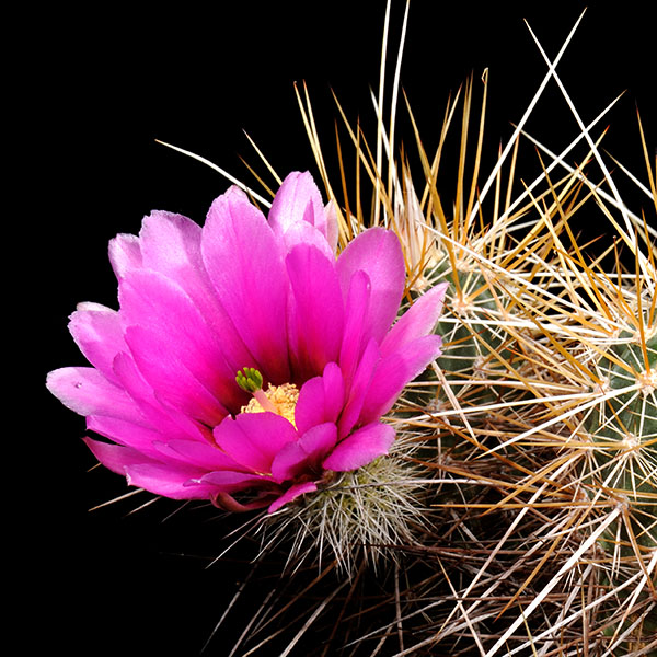 Echinocereus engelmannii, Sierra San Pedro Martir, 25 Korn
