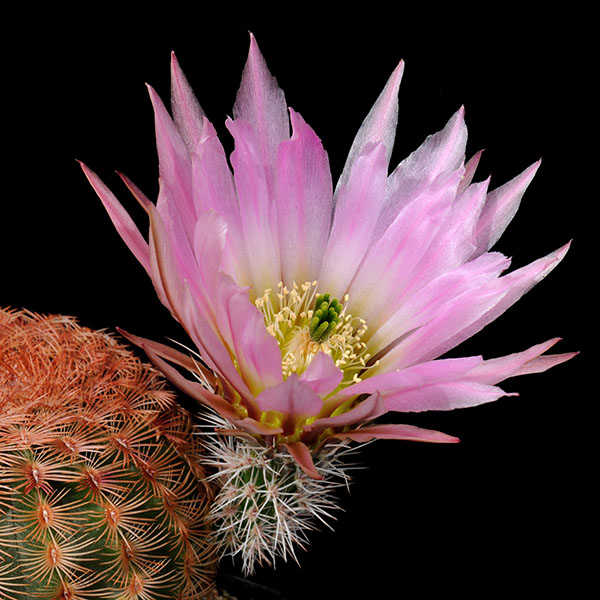 Echinocereus pectinatus, Luis Moya, 500 Korn