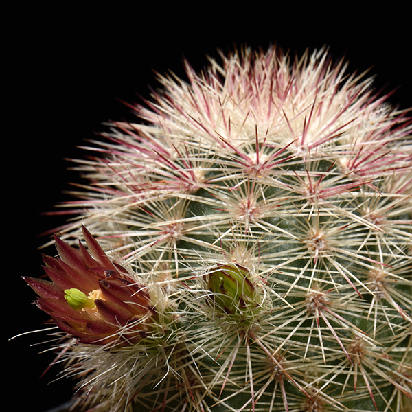 Echinocereus russanthus fiehnii, Santa Clara Canyon, 50 Korn