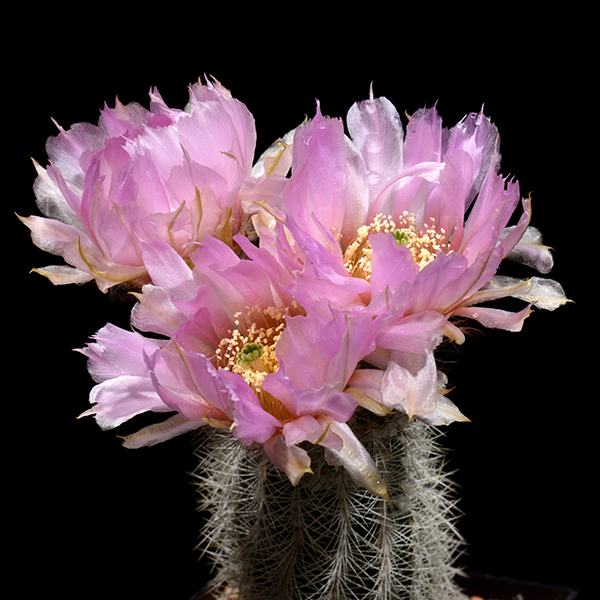 Echinocereus reichenbachii baileyi albispinus, Murray Co., 50 Korn