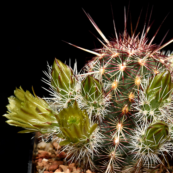 Echinocereus viridiflorus, Santa Fe Co., 50 Korn