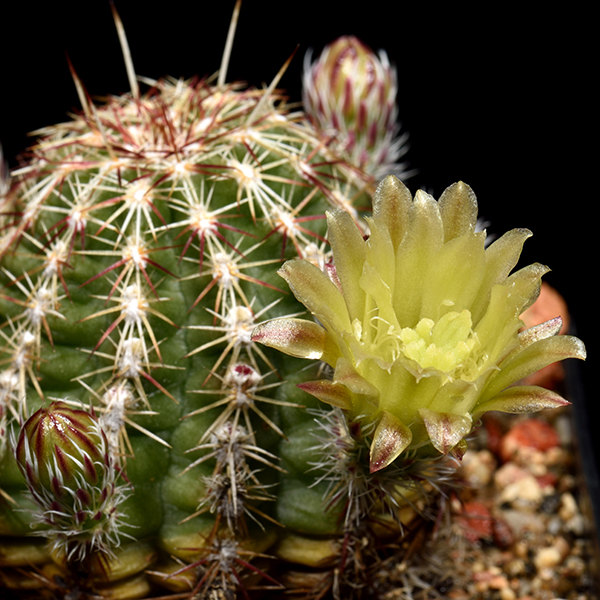 Echinocereus viridiflorus, Bernalillo Co., 500 Korn