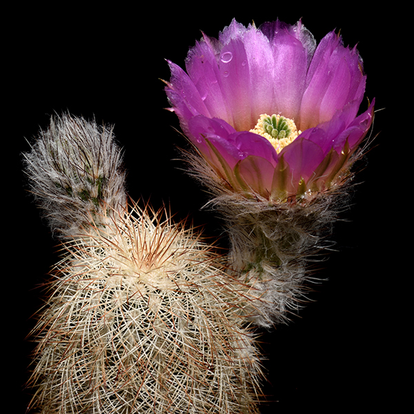 Echinocereus reichenbachii baileyi, Arbuckle Mts., 50 Korn