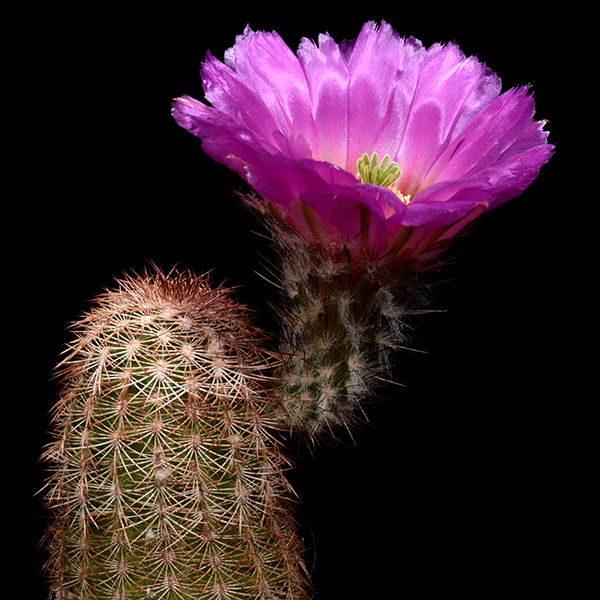 Echinocereus reichenbachii caespitosus castaneus, USA, 500 Korn