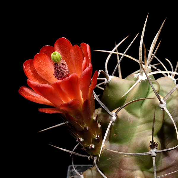 Echinocereus triglochidiatus, San Ysidro, 25 Korn