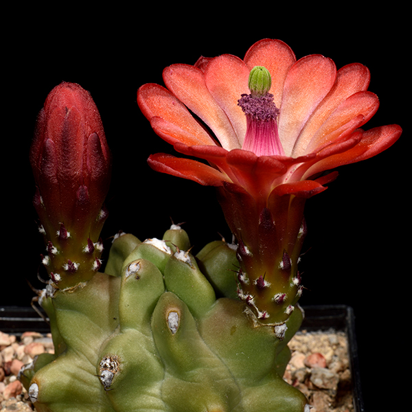 Echinocereus mojavensis inermis, Utah, 25 Korn