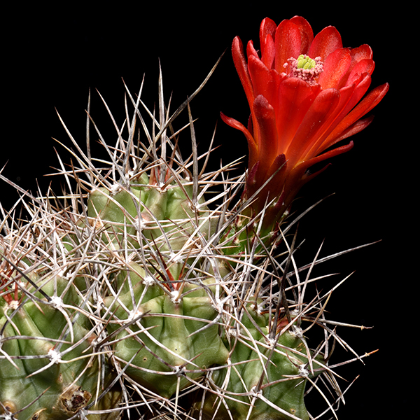 Echinocereus triglochidiatus, Salida, 25 Korn