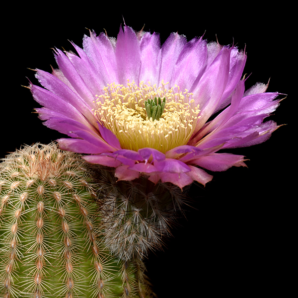 Echinocereus reichenbachii caespitosus, Wichita, 500 Korn
