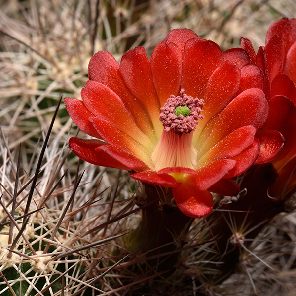 Echinocereus bakeri, Virgin - Zion, 25 Korn