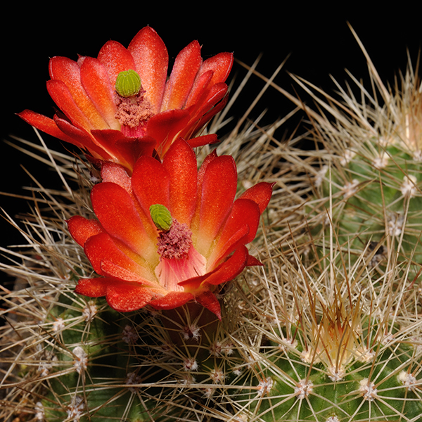 Echinocereus coccineus, New Mexico, 25 Korn