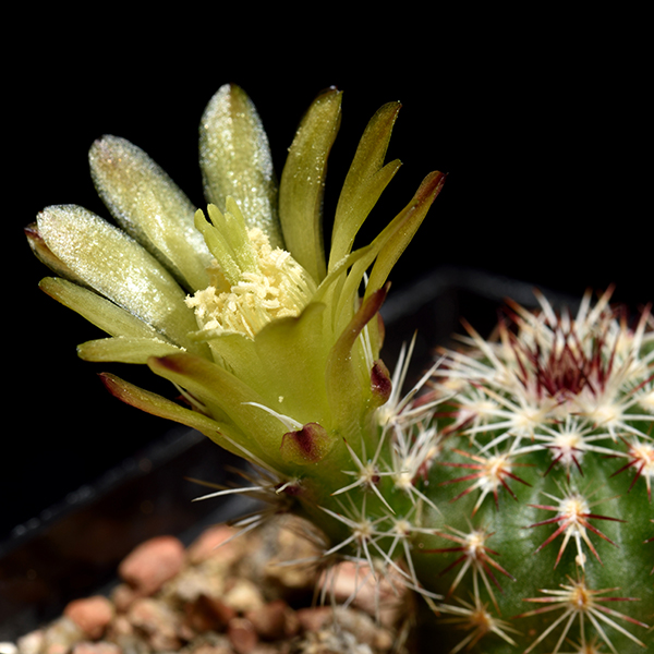 Echinocereus viridiflorus, Chaffee Co, 50 Korn