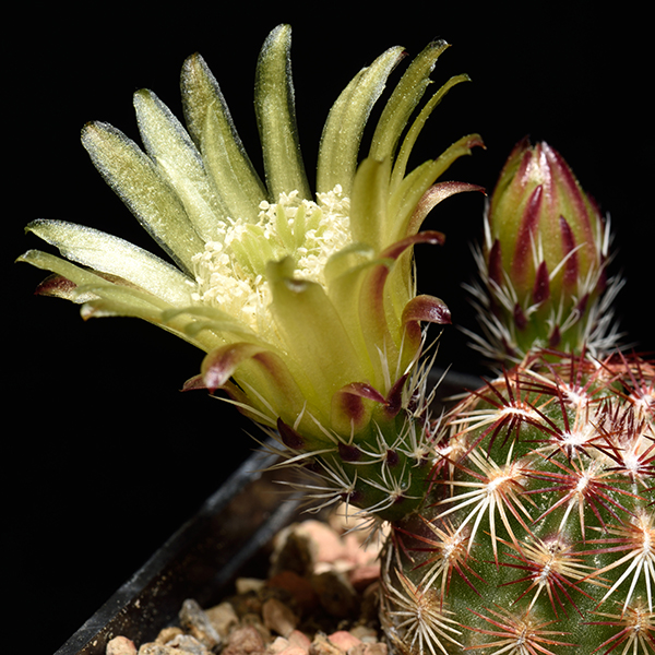 Echinocereus viridiflorus, Fremont Co, 500 Korn
