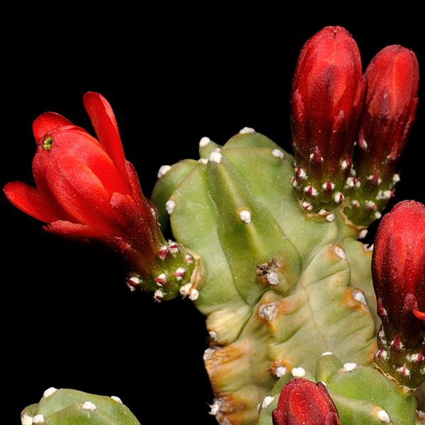 Echinocereus mojavensis inermis, Utah, 25 Korn
