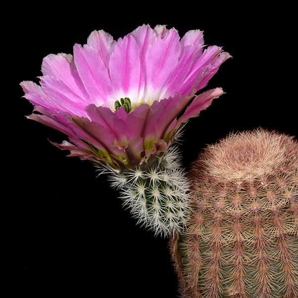 Echinocereus pectinatus, westlich Cuatrocienegas, 25 Korn