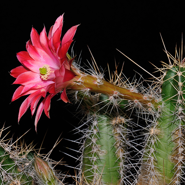 Echinocereus scheeri, Yecora - San Nicolas, 100 Korn