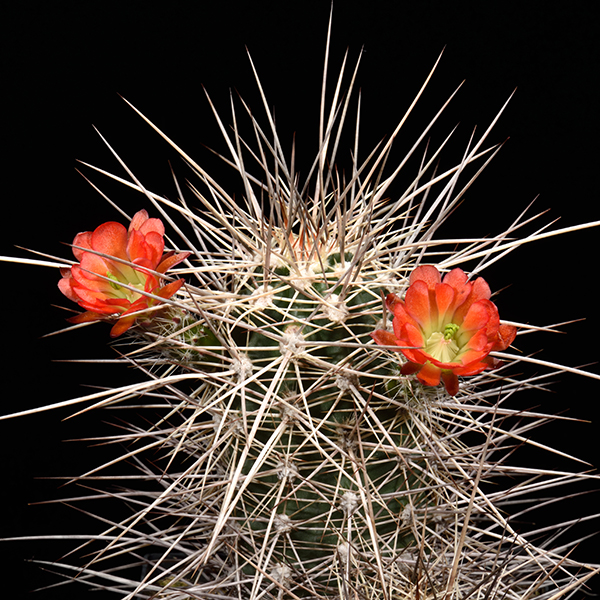 Echinocereus canyonensis, Supai, 25 Korn