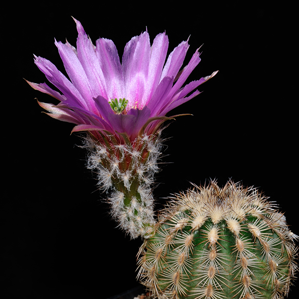 Echinocereus reichenbachii caespitosus, Blanco Co., 25 Seeds