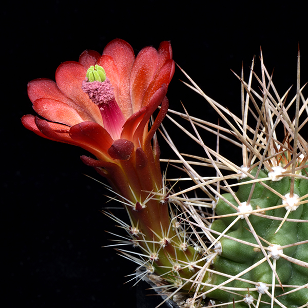 Echinocereus mojavensis, San Juan Co., 25 Korn