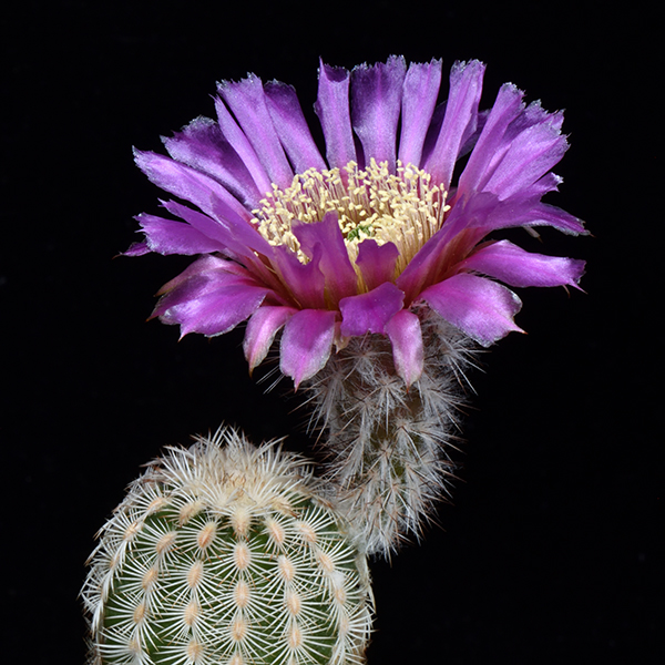 Echinocereus reichenbachii caespitosus, Jack Co., 25 Korn