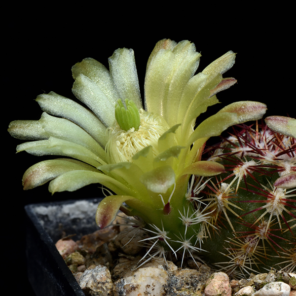 Echinocereus viridiflorus, El Paso Co., JRT141, 500 Korn