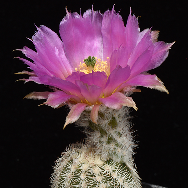 Echinocereus reichenbachii caespitosus, Johnston Co., 25 Korn