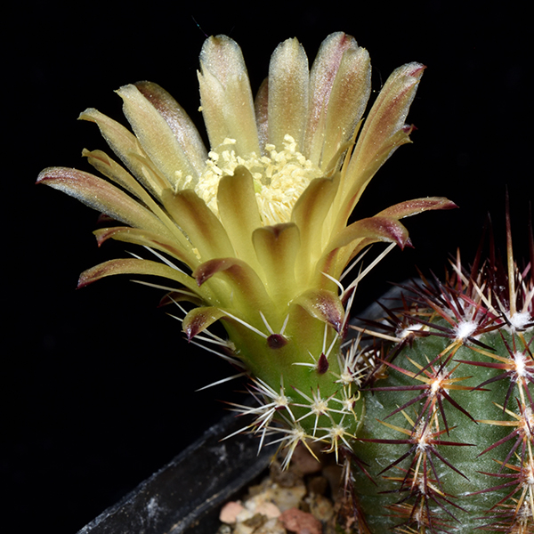 Echinocereus viridiflorus, Las Animas Co., JRT139, 100 Korn
