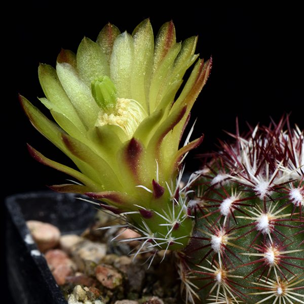 Echinocereus viridiflorus, Saguche Co., JRT143, 50 Korn