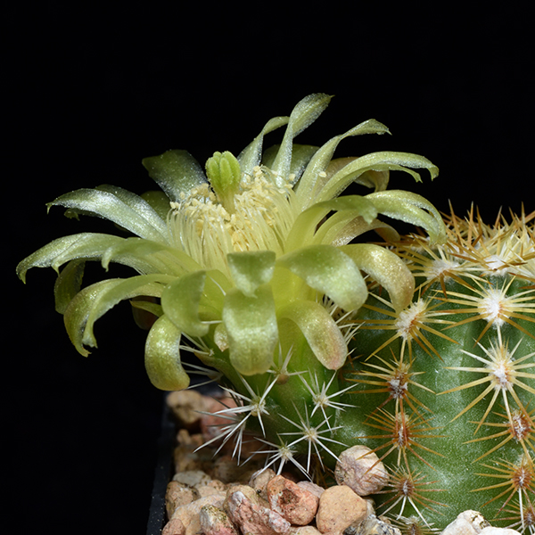 Echinocereus viridiflorus, Baca Co., JRT132, 500 Korn