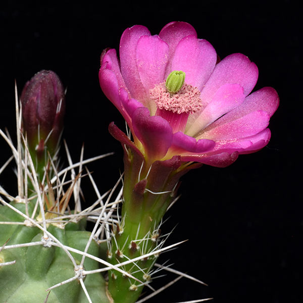 Echinocereus mojavensis, Utah, 100 Korn