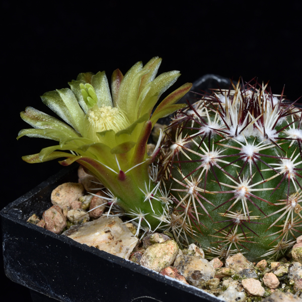 Echinocereus viridiflorus, Cimarron Co., JRT231, 25 Korn