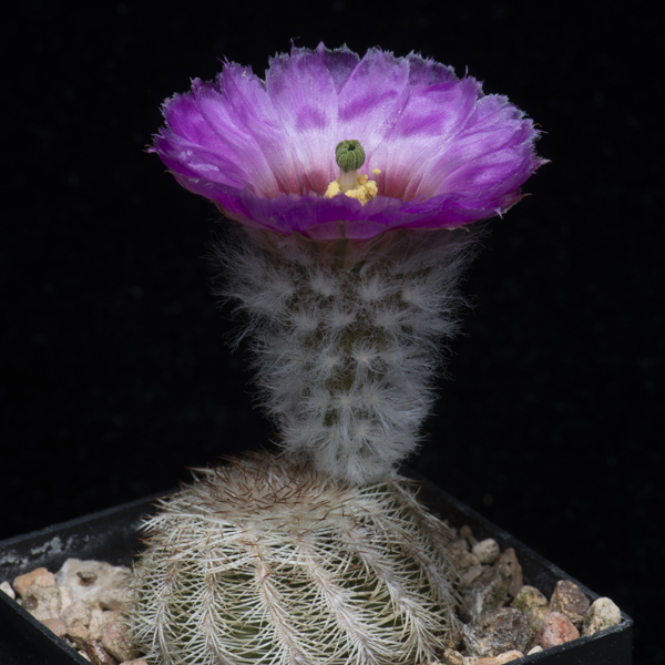 Echinocereus reichenbachii caespitosus, Bromide, JRT215, 25 Korn