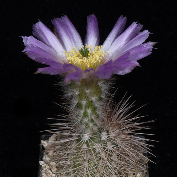 Echinocereus reichenbachii baileyi, Granite, JRT219, 100 Seeds