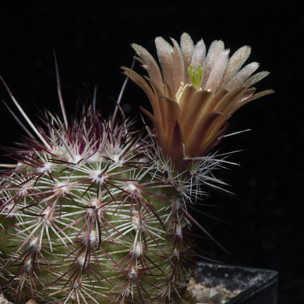 Echinocereus chloranthus, Socorro Co., JRT534, 25 Seeds