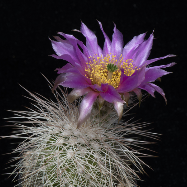 Echinocereus reichenbachii baileyi, Comanche Co., JRT222, 50 Korn