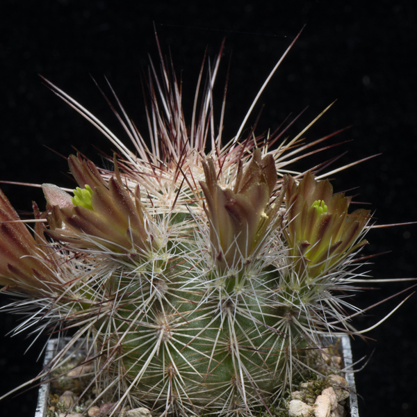 Echinocereus chloranthus rhyolithensis, Sierra Co., JRT535, 50 Korn