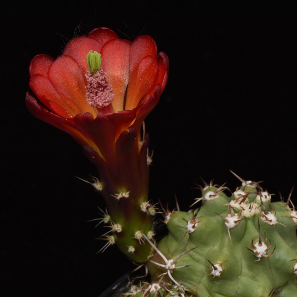 Echinocereus mojavensis inermis, San Juan Co., 25 Seeds