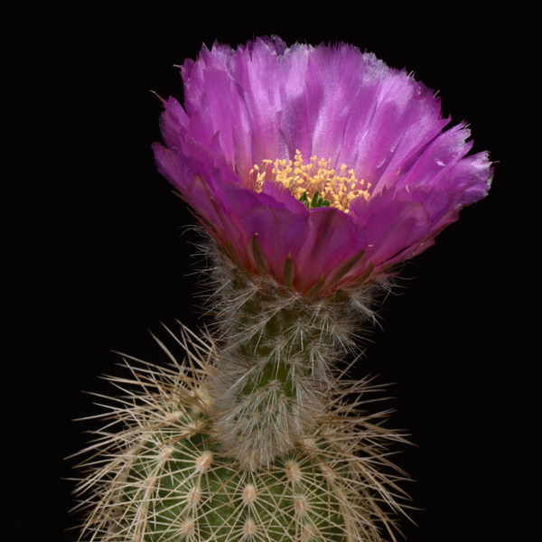 Echinocereus reichenbachii baileyi, Caddo Lake, 25 Korn