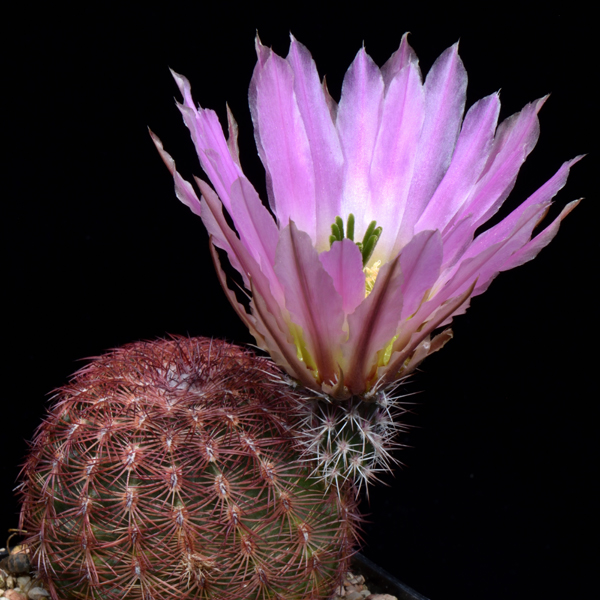 Echinocereus pectinatus, Cuencame, 25 Seeds