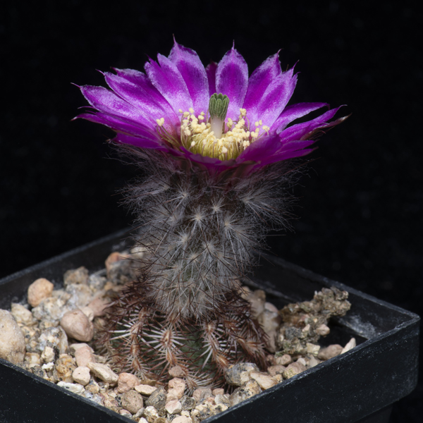 Echinocereus reichenbachii perbellus, Bent Co., JRT111, 50 Seeds