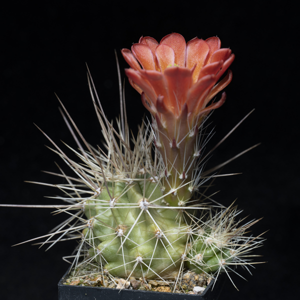 Echinocereus coccineus, Pueblo Co., JRT182, 50 Korn