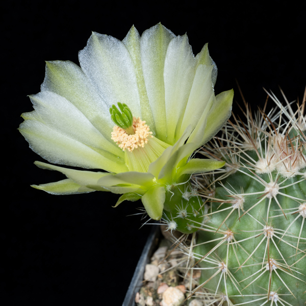 Echinocereus xroetteri, Orogrande, 25 Korn