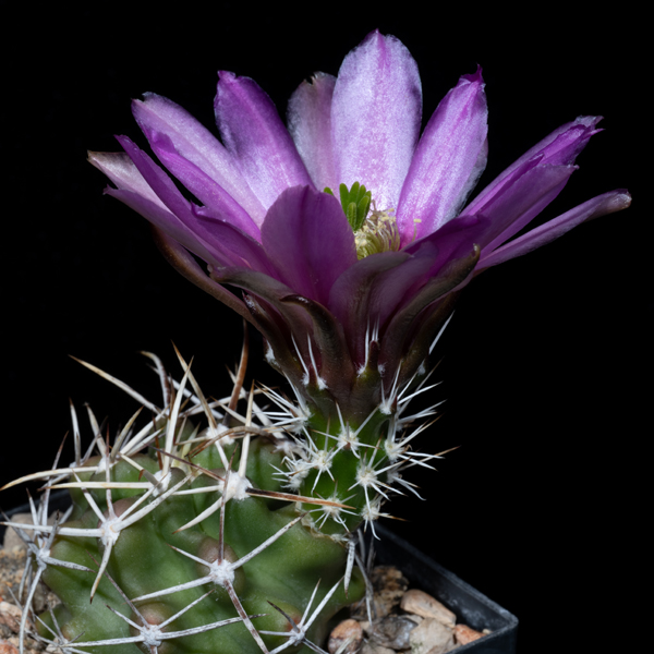 Echinocereus fendleri, San Miguel Co., 50 Korn