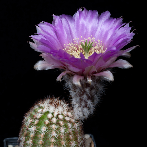 Echinocereus reichenbachii perbellus, Beckham Co., 100 Korn