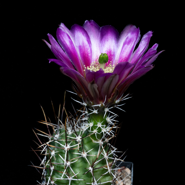 Echinocereus fendleri, Fremont Co., JRT151, 50 Korn