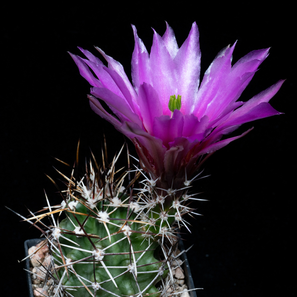 Echinocereus fendleri, Guadelupe Co., JRT552, 25 Korn