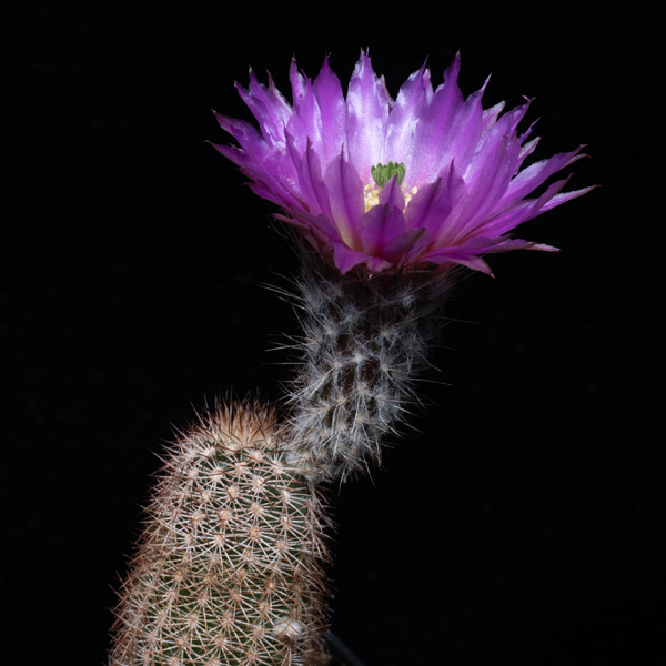 Echinocereus reichenbachii caespitosus, Wilbarger Co., JRT409, 50 Korn