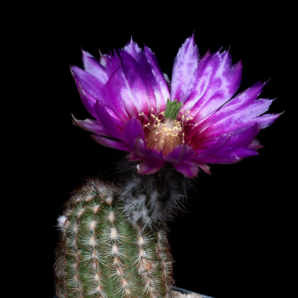 Echinocereus reichenbachii perbellus, Harmon Co., JRT213, 25 Korn