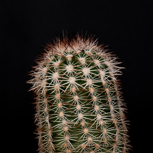 Echinocereus reichenbachii baileyi, Woodward Co., JRT224, 25 Korn