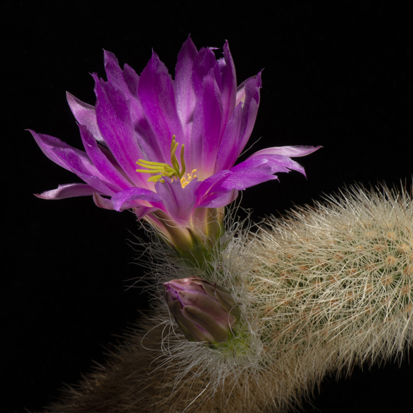 Echinocereus freudenbergeri, Coahuila, 100 Korn