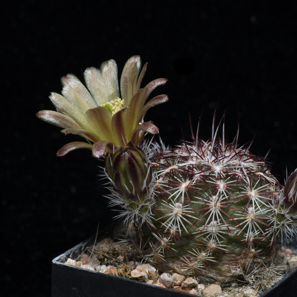 Echinocereus chloranthus, Chaves Co., JRT536, 25 Korn